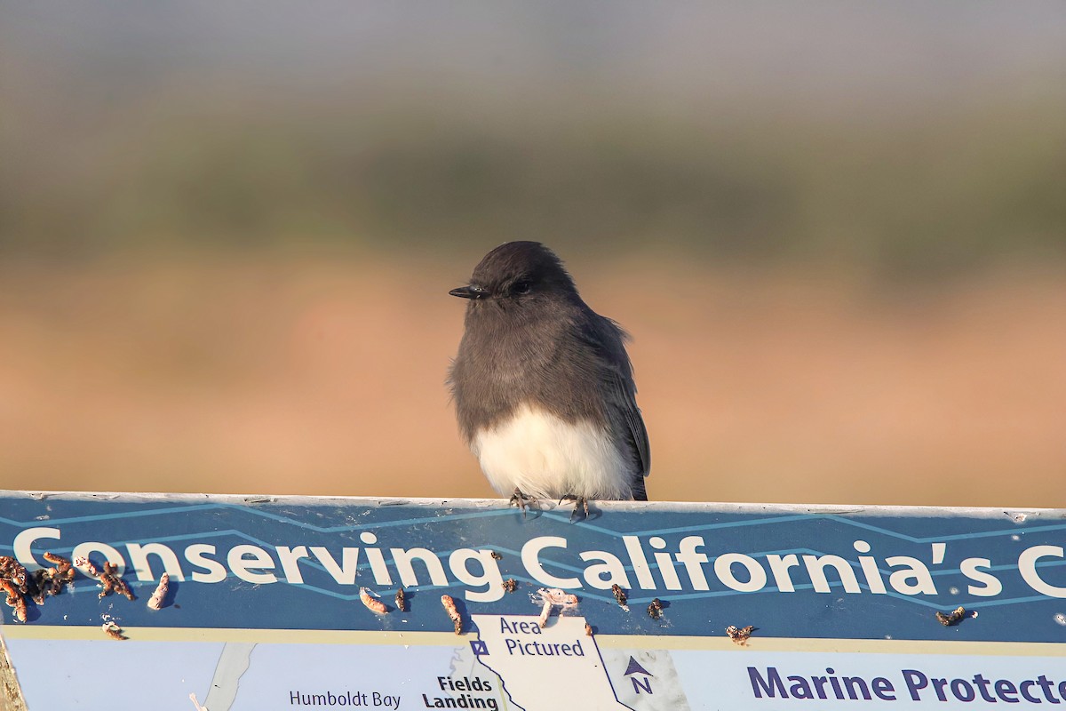 Black Phoebe - ML642365877