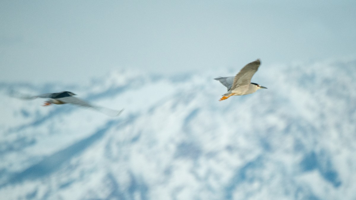 Black-crowned Night Heron - ML642365878