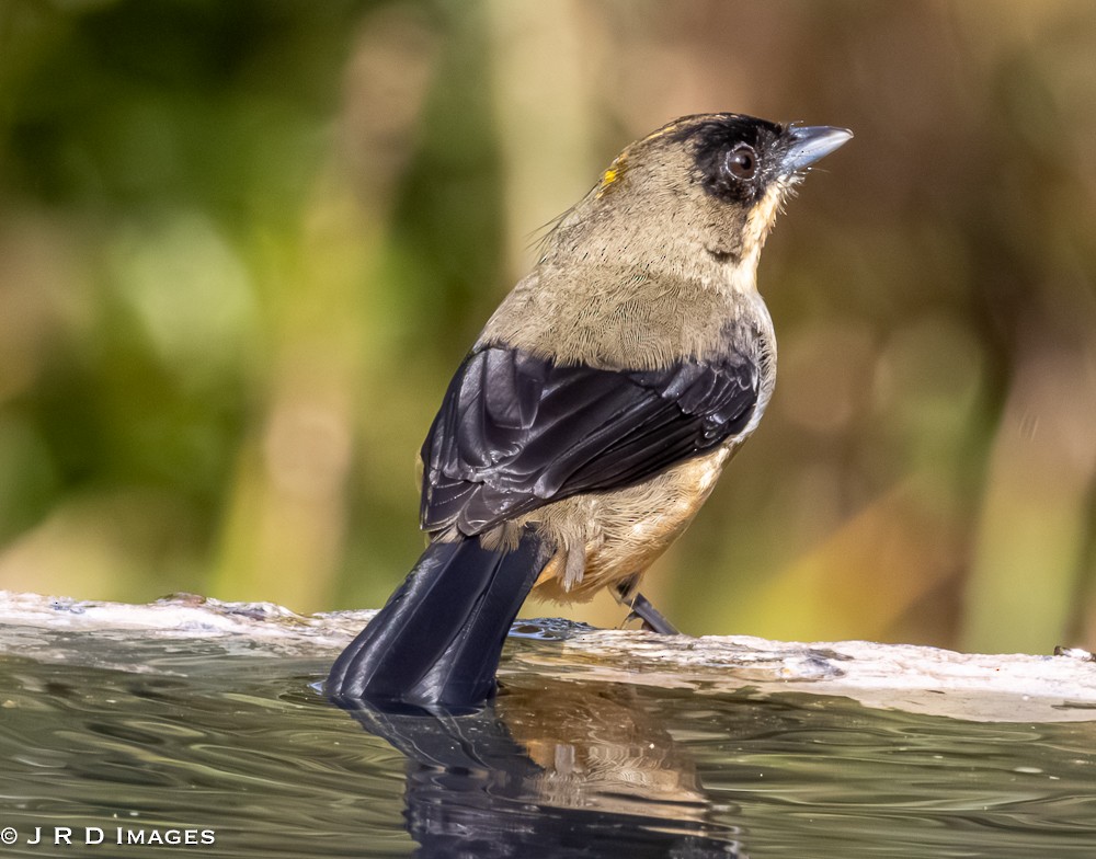 Black-goggled Tanager - ML642365880