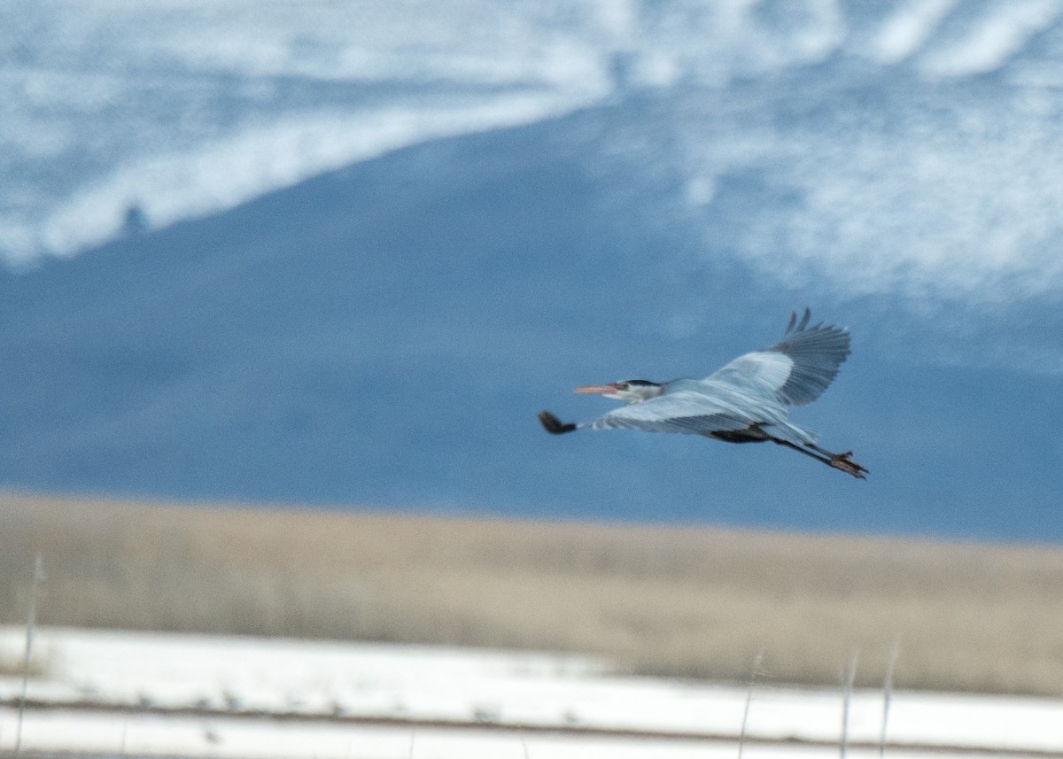 Great Blue Heron - ML642365881