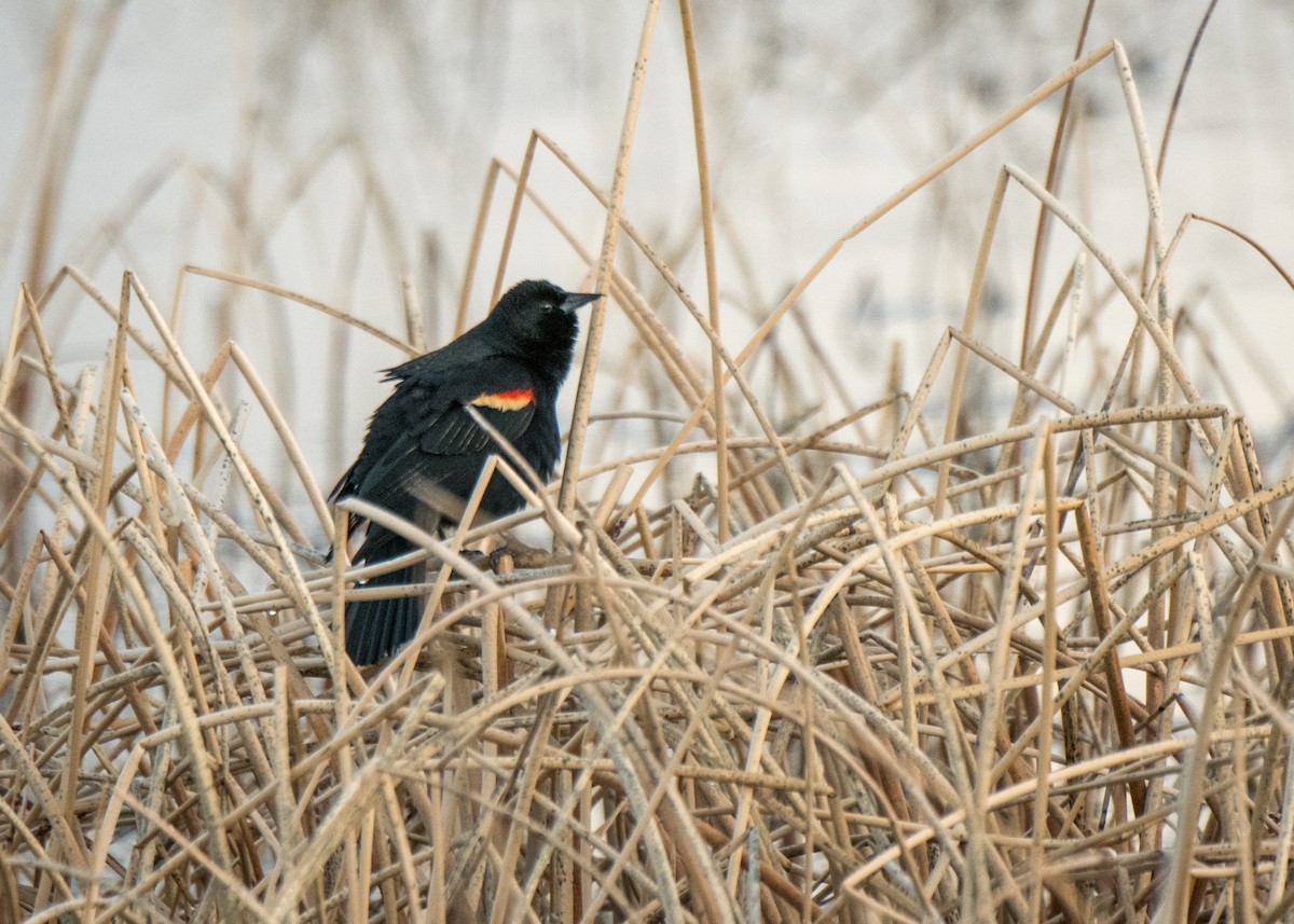 Red-winged Blackbird - ML642365883