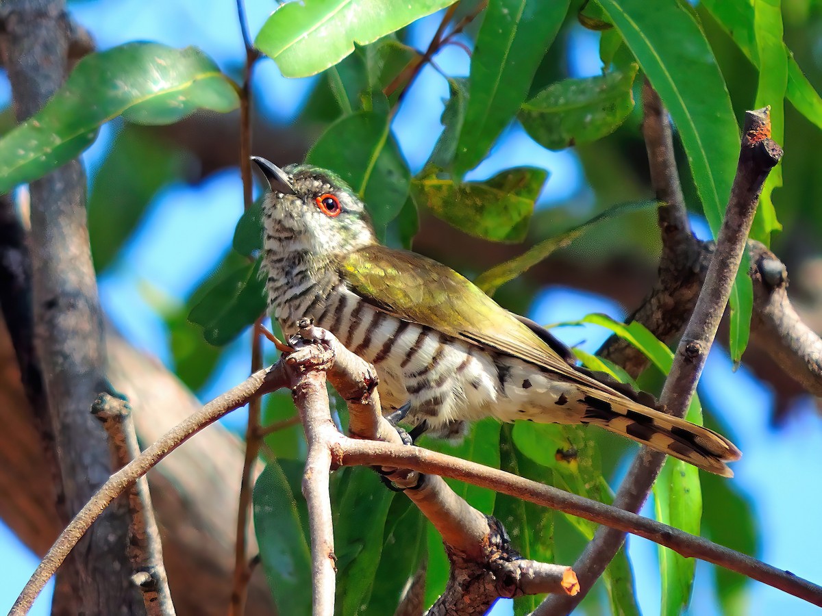 Little Bronze-Cuckoo - ML642365884