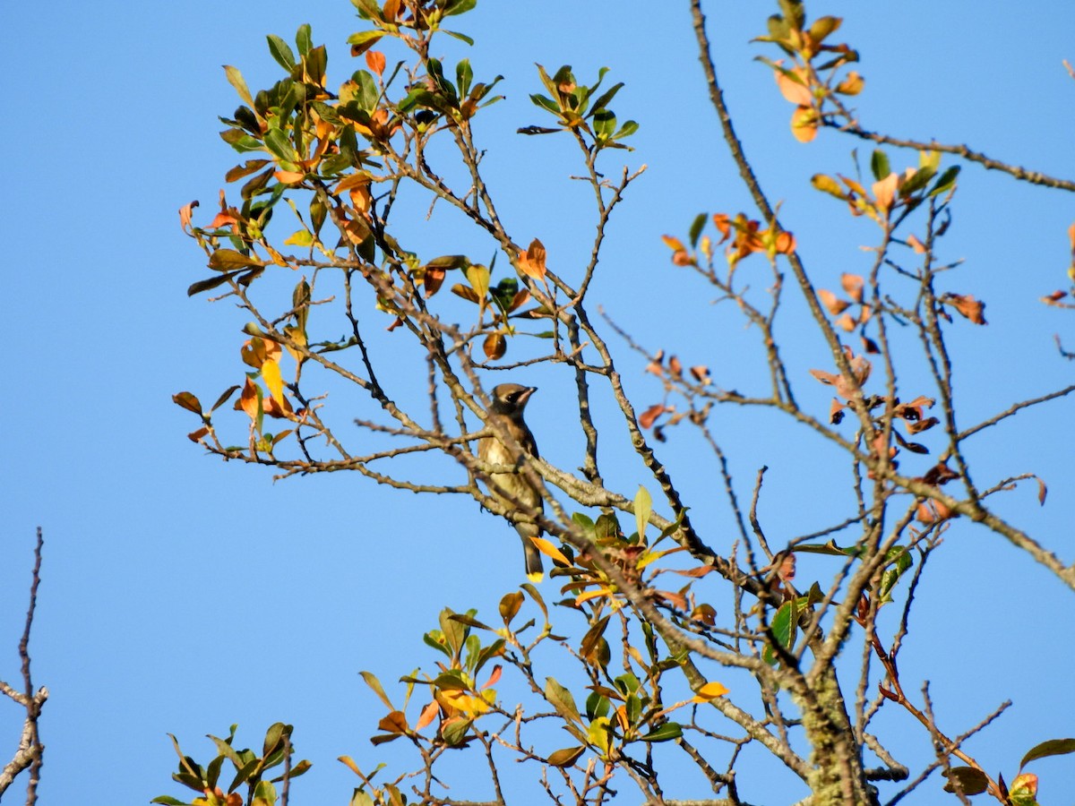 Cedar Waxwing - ML642365890