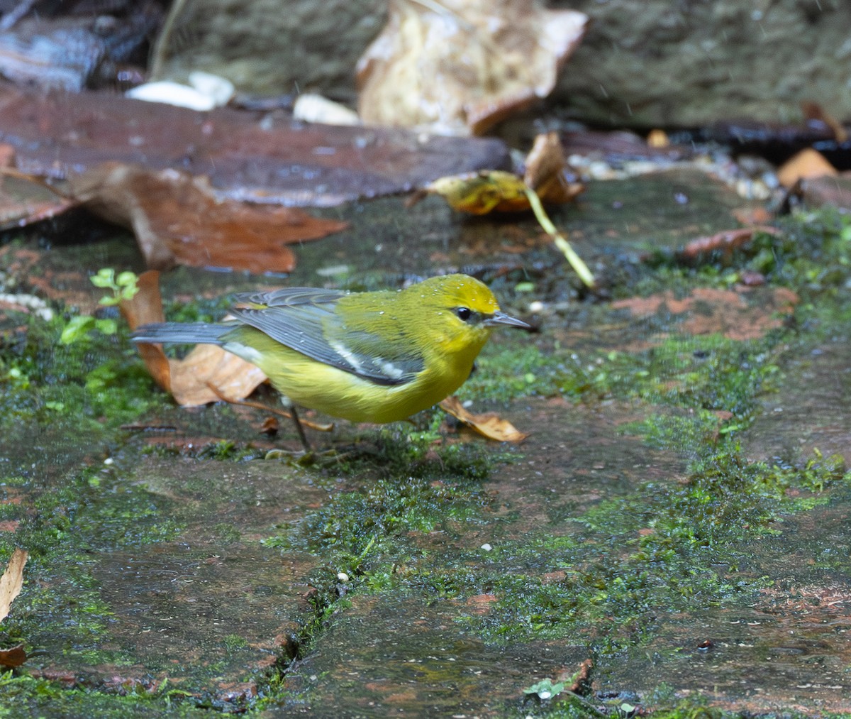 Blue-winged Warbler - ML642365917