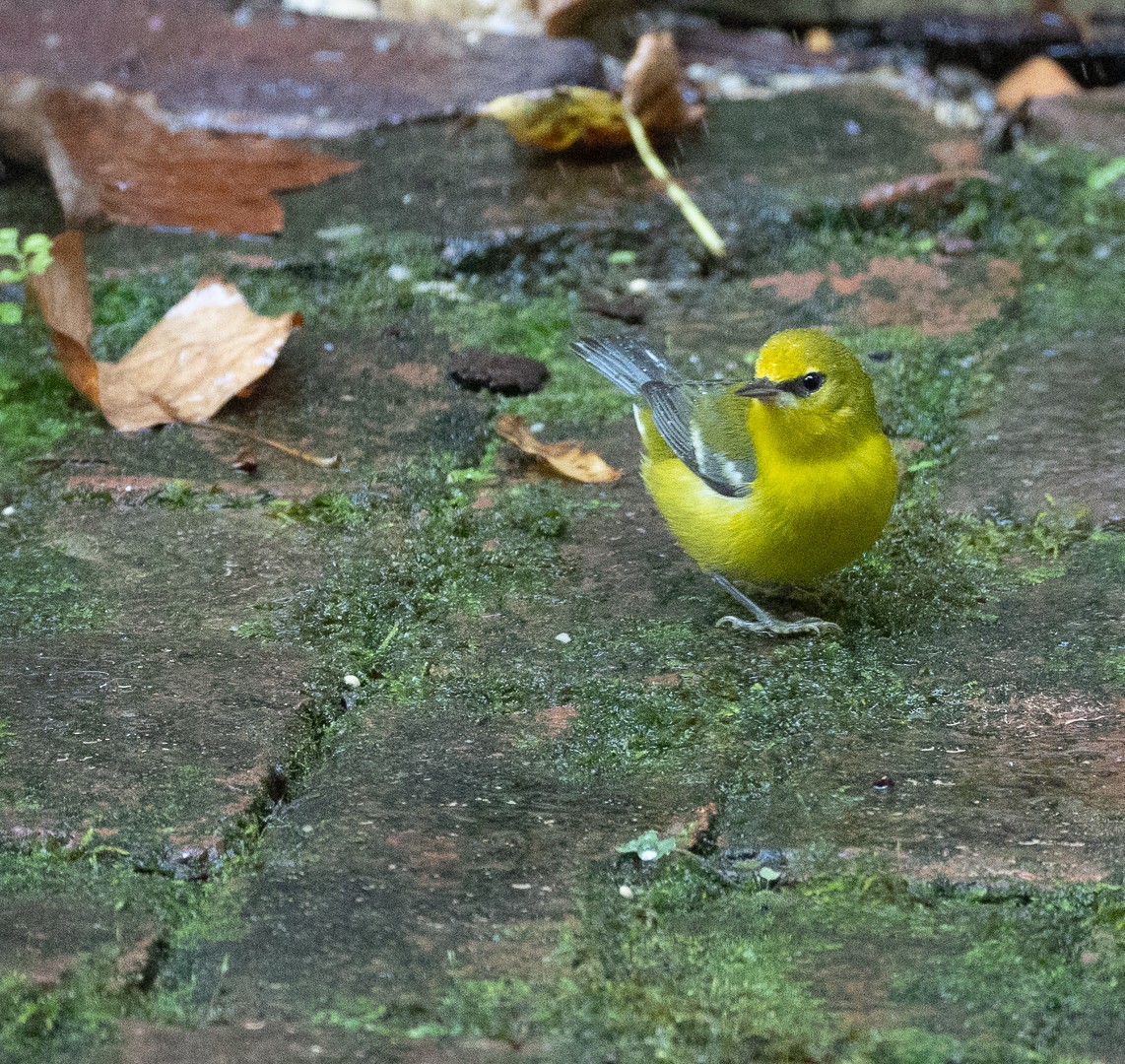 Blue-winged Warbler - ML642365918