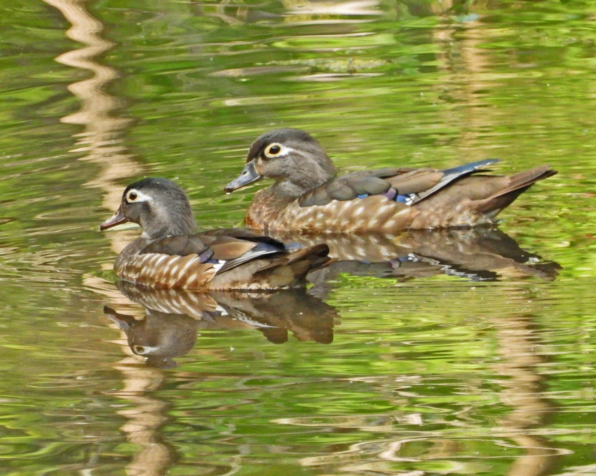 Wood Duck - ML642365921
