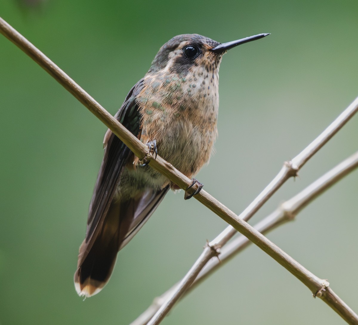 Speckled Hummingbird - ML642365927