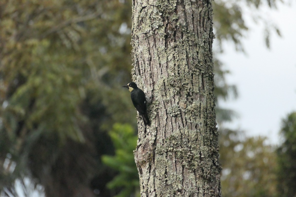 Acorn Woodpecker - ML642365931