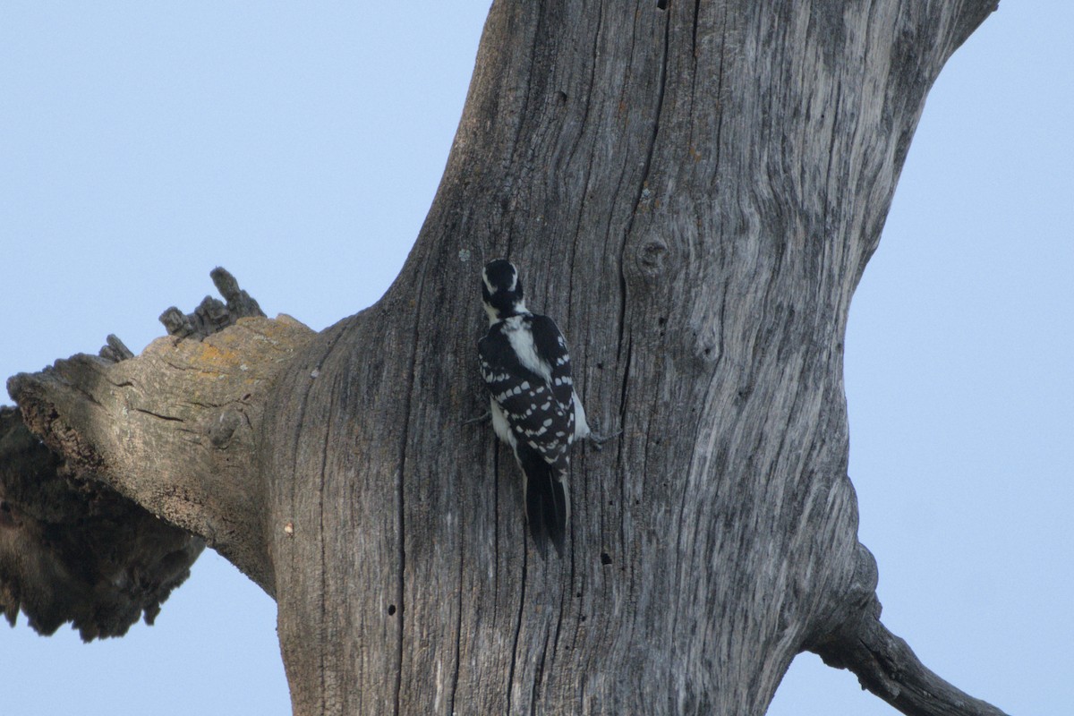 Hairy Woodpecker - ML642365932