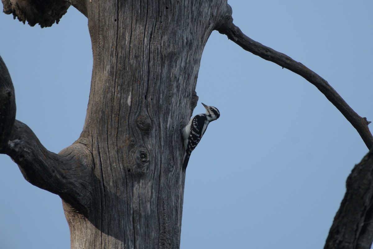 Hairy Woodpecker - ML642365933