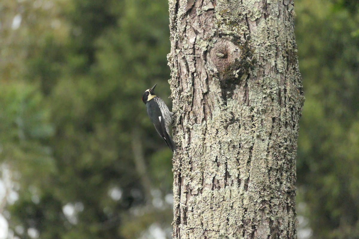 Acorn Woodpecker - ML642365934