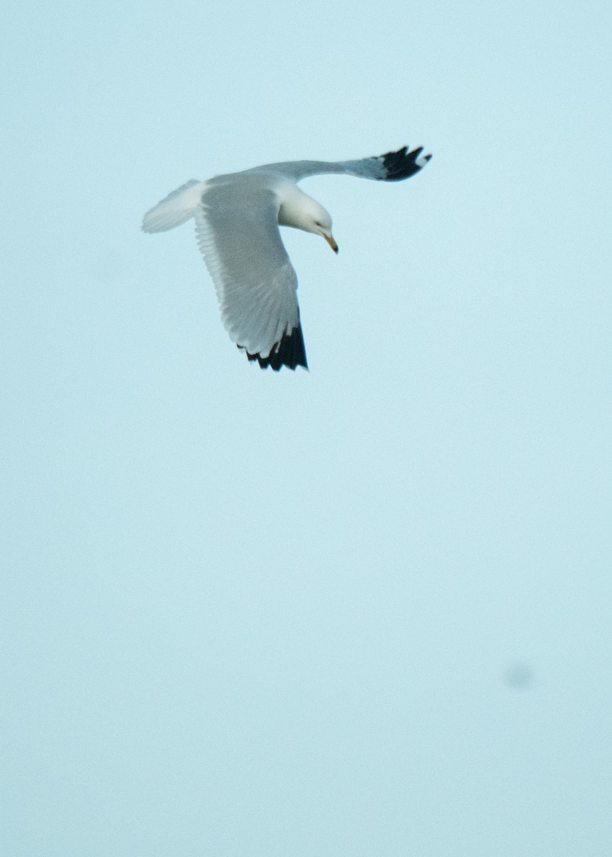 Ring-billed Gull - ML642365938