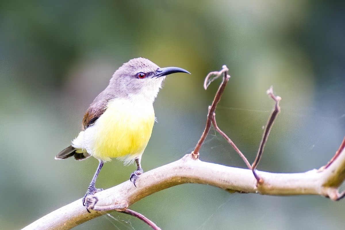 クリセタイヨウチョウ - ML642365948