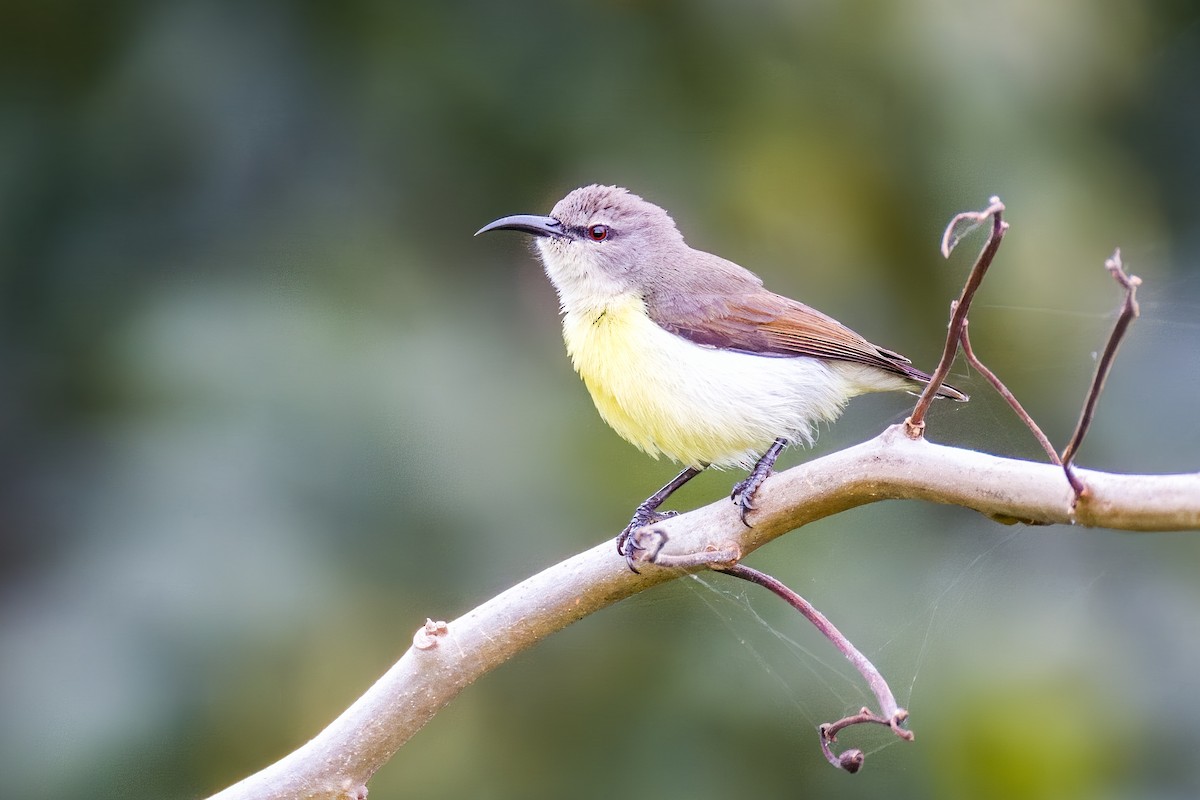 クリセタイヨウチョウ - ML642365949