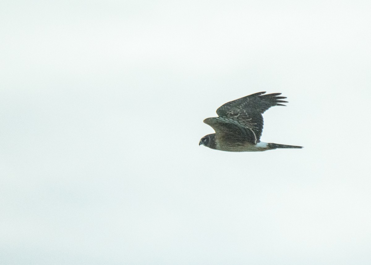 Northern Harrier - ML642365951