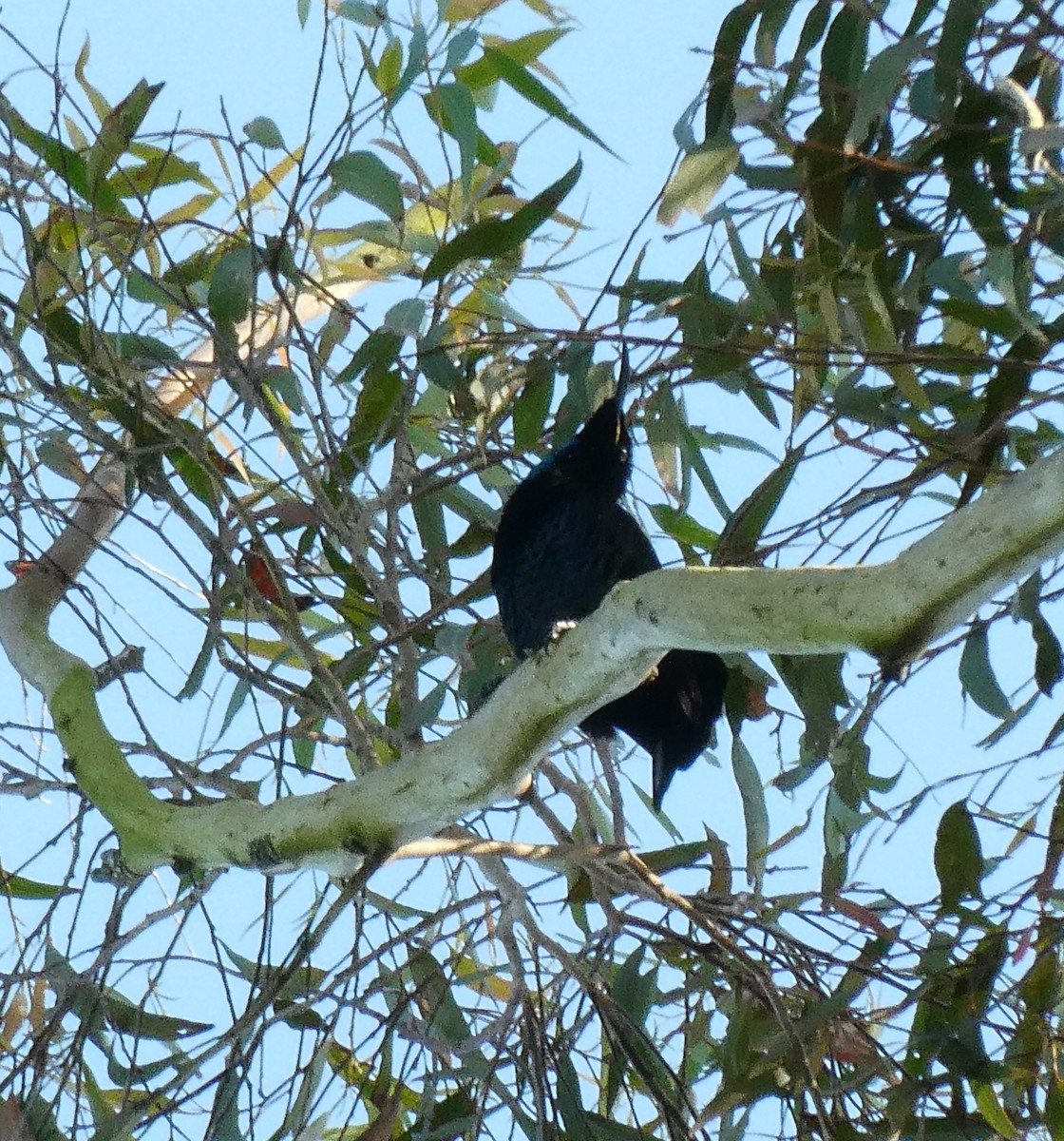 Paradise Riflebird - ML642365955
