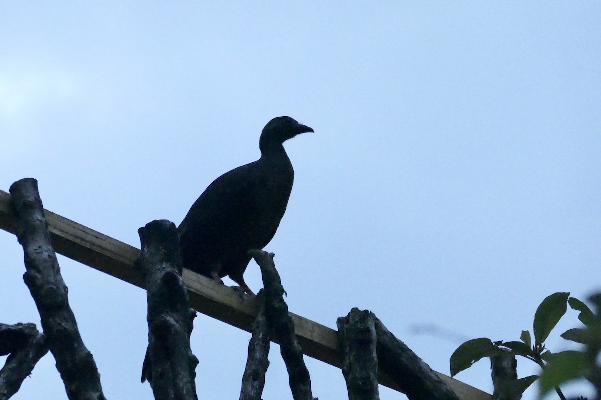 Sickle-winged Guan - ML642365962