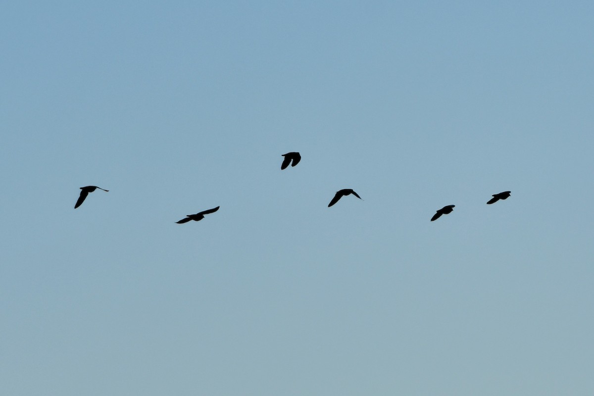 Flock Bronzewing - ML642365965