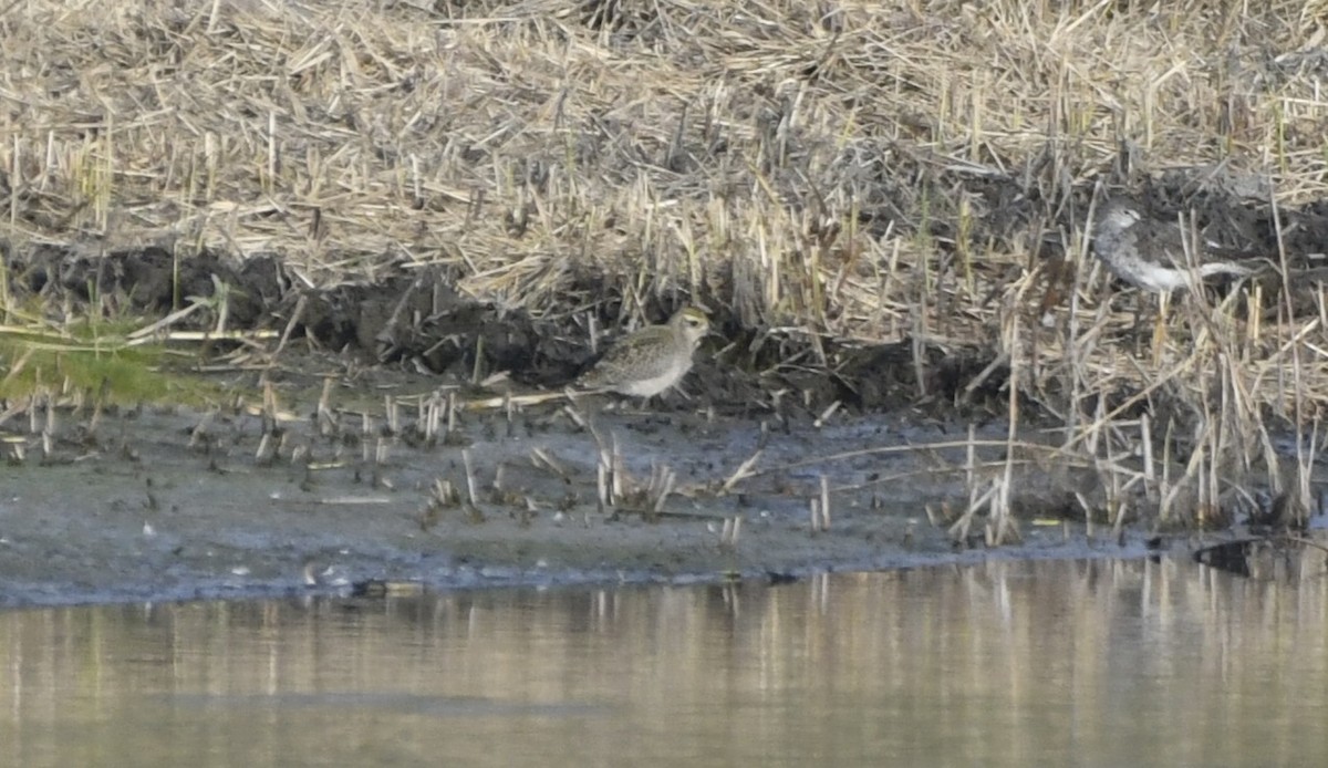 חופזי אמריקני - ML642365970