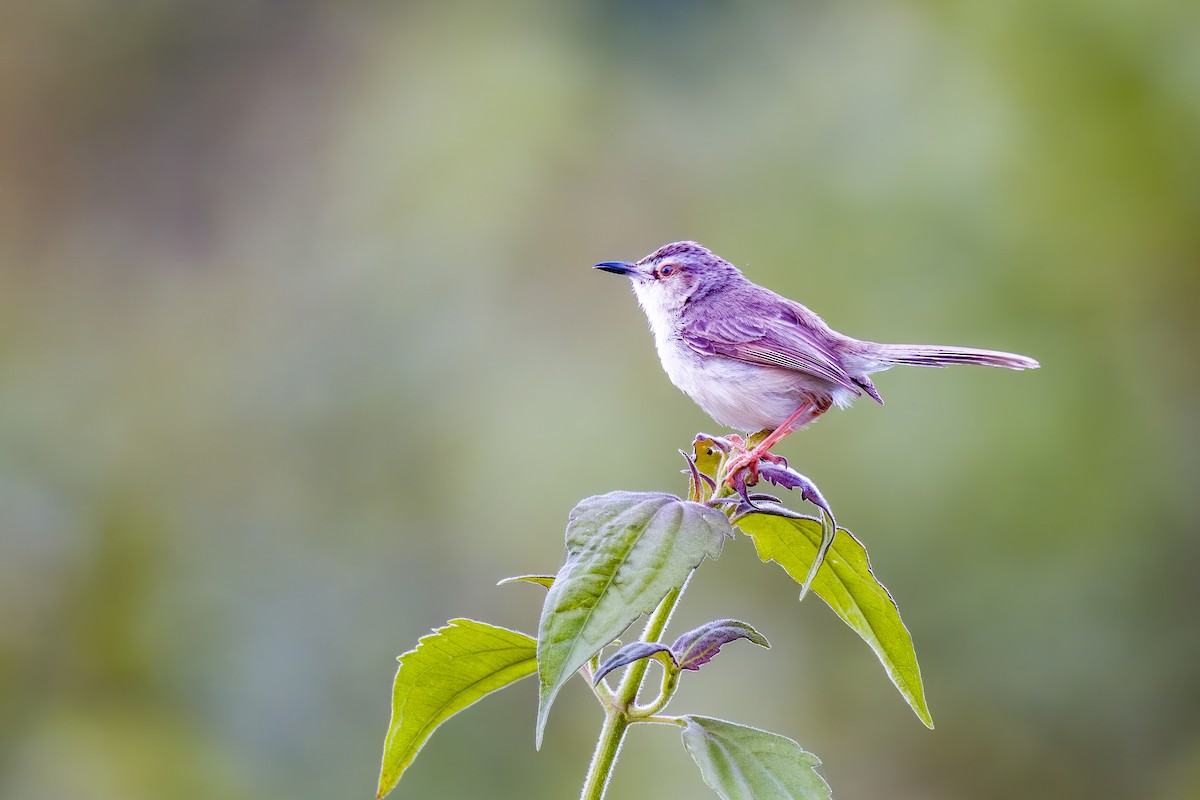 Plain Prinia - ML642365982