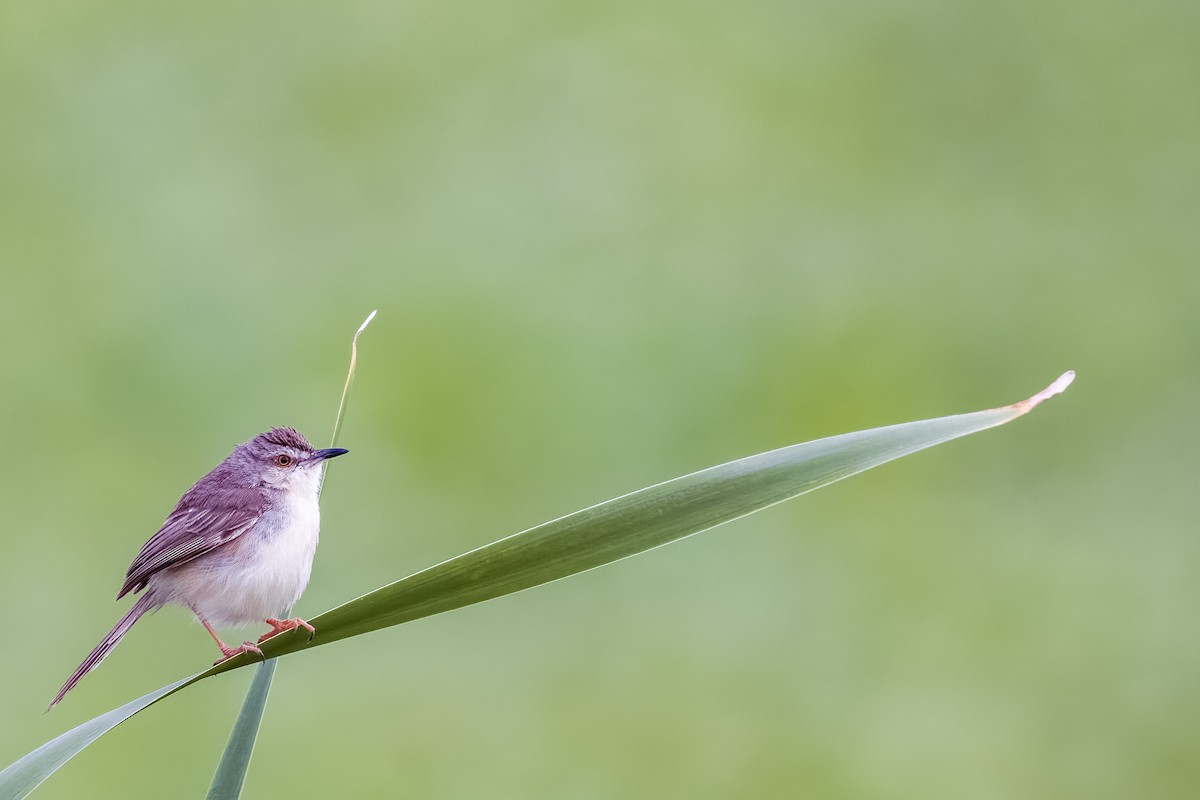 Plain Prinia - ML642365983