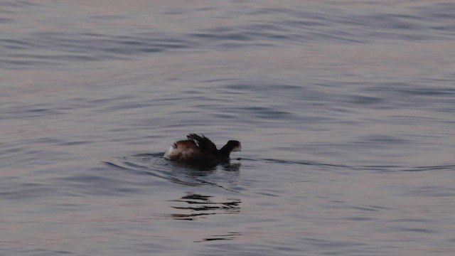 Titicaca Grebe - ML642365985