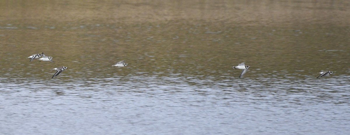 Semipalmated Plover - ML642365986