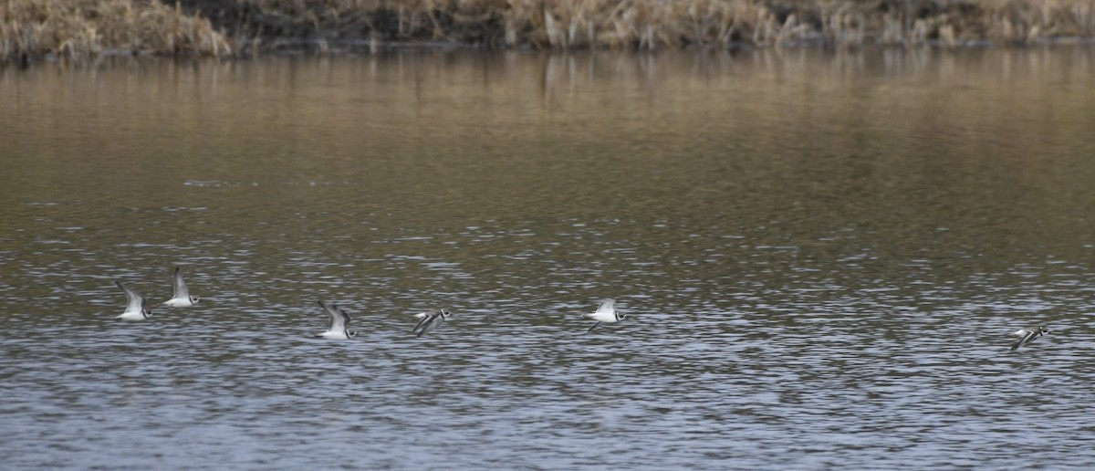 Semipalmated Plover - ML642365987
