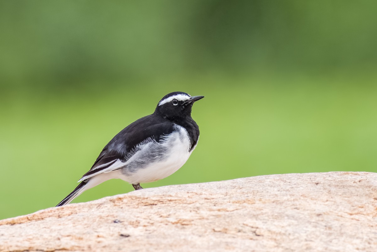 White-browed Wagtail - ML642365997