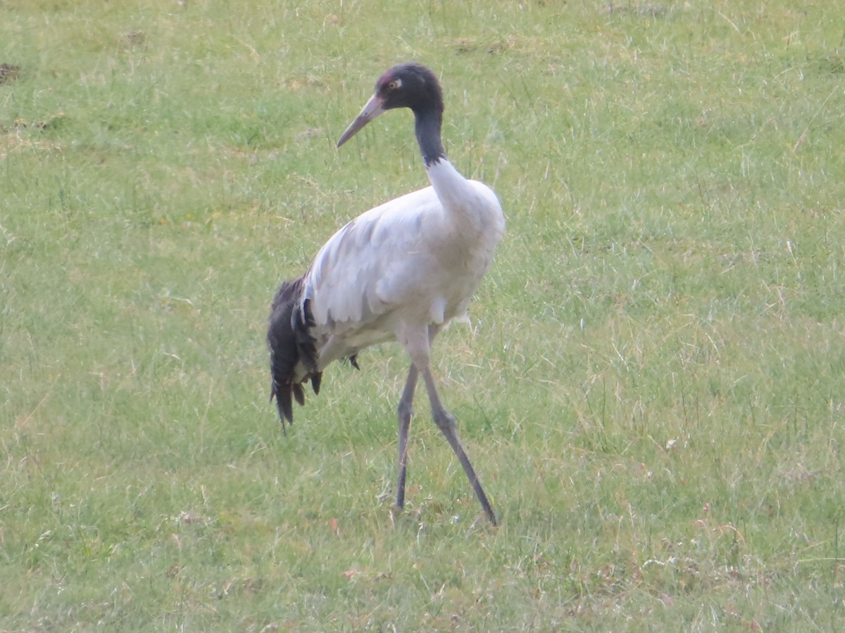 Black-necked Crane - ML642365998