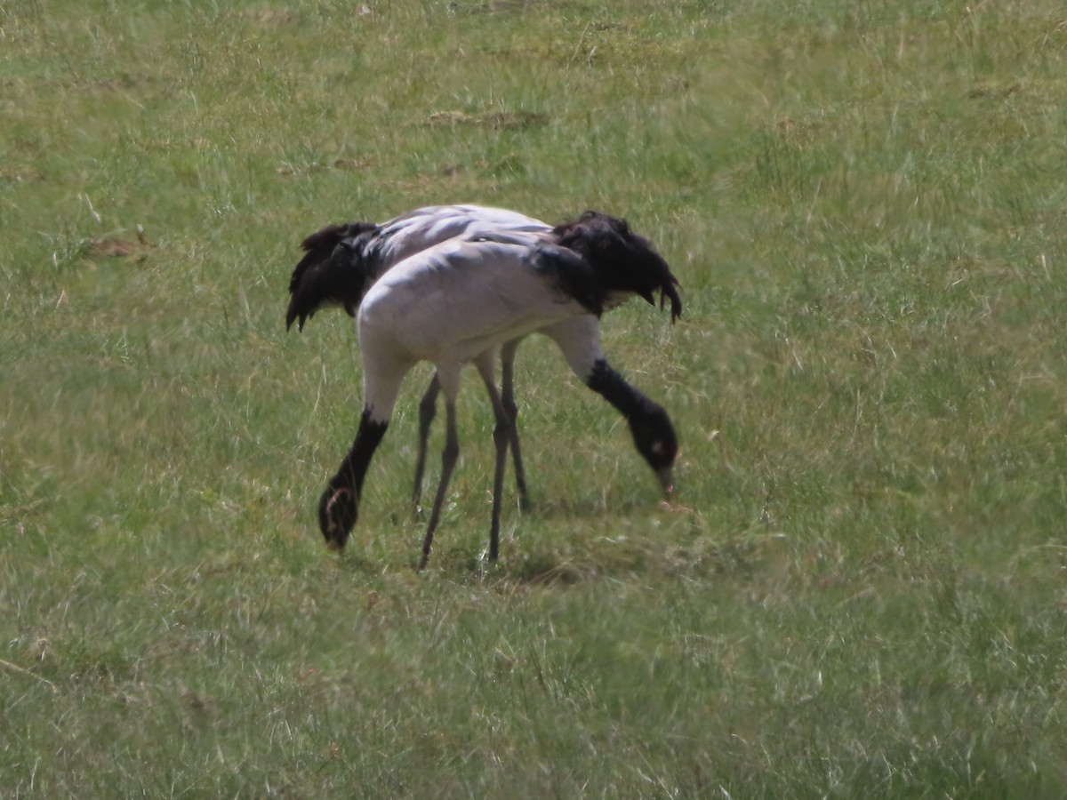 Black-necked Crane - ML642365999