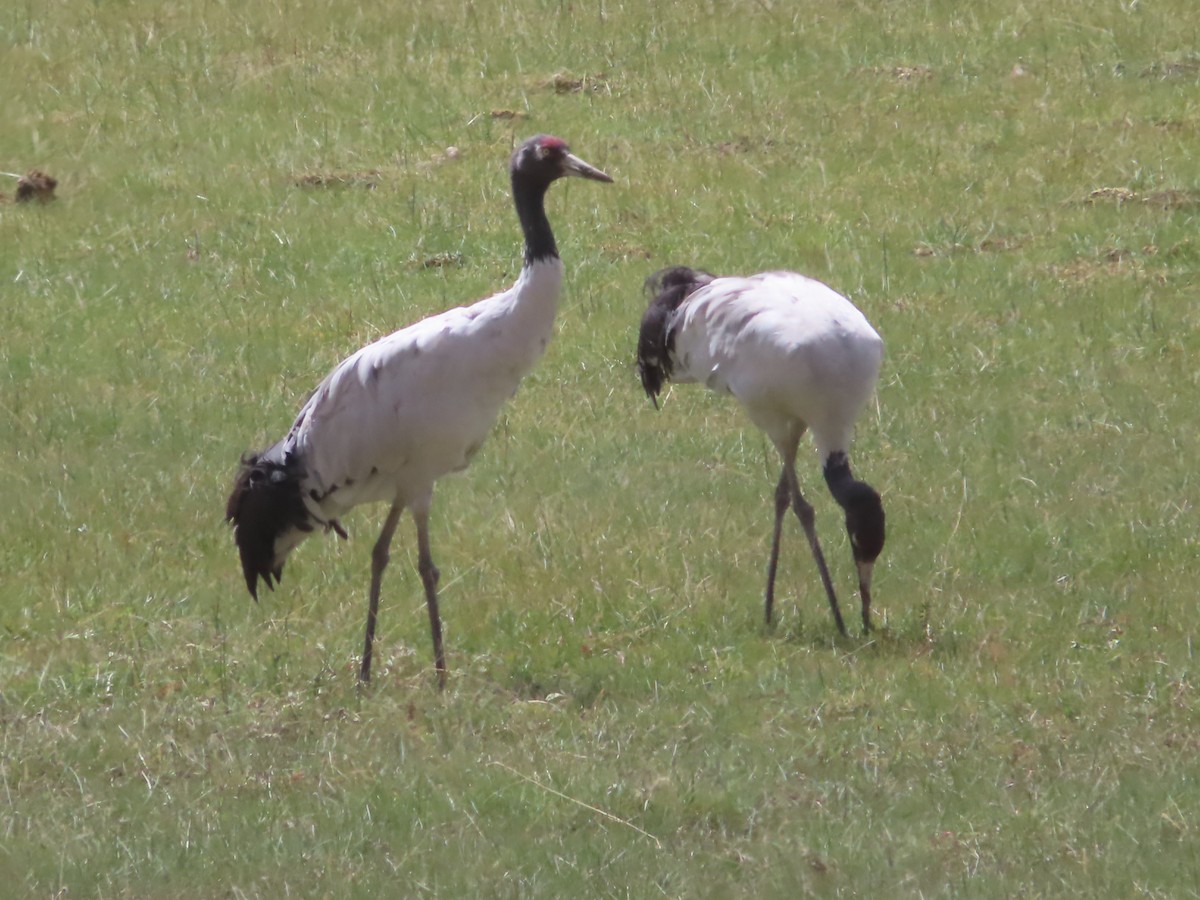 Black-necked Crane - ML642366000