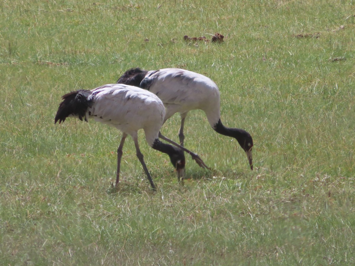 Black-necked Crane - ML642366001