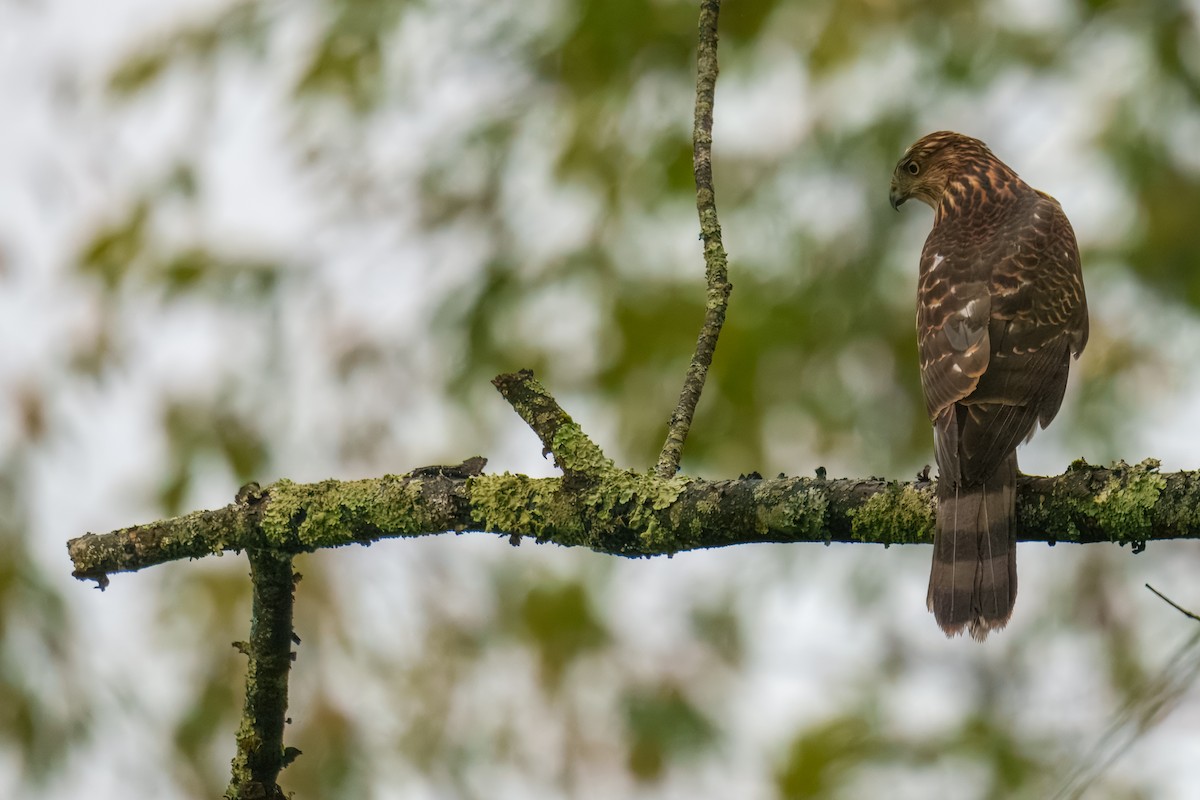 Cooper's Hawk - ML642366008