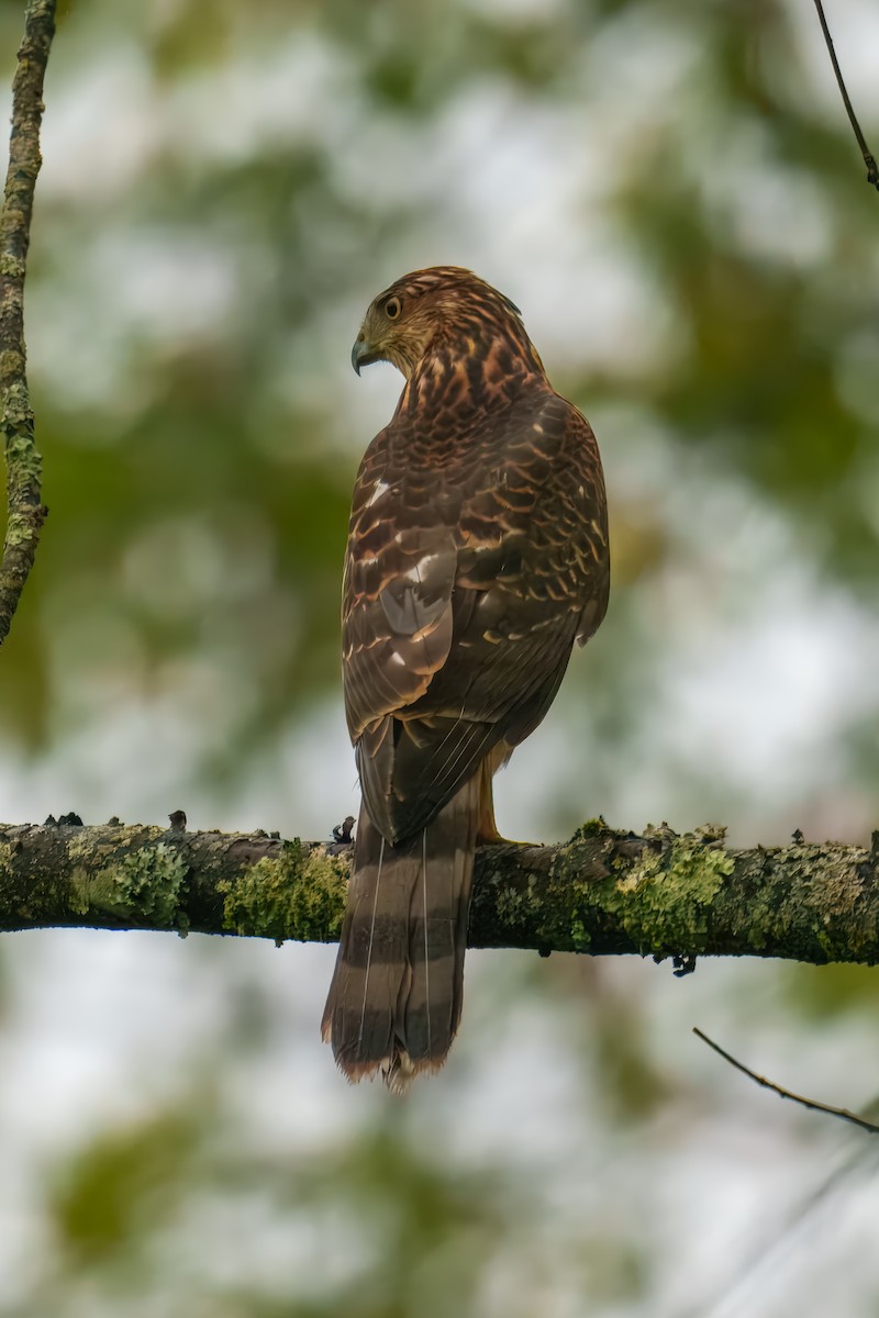 Cooper's Hawk - ML642366009