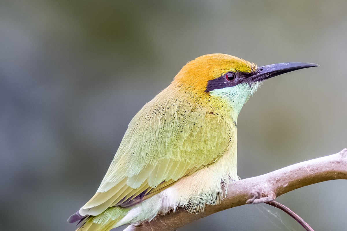 Asian Green Bee-eater - ML642366010