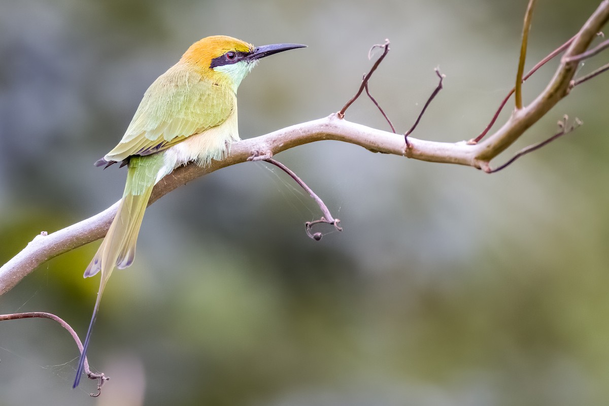 Asian Green Bee-eater - ML642366011