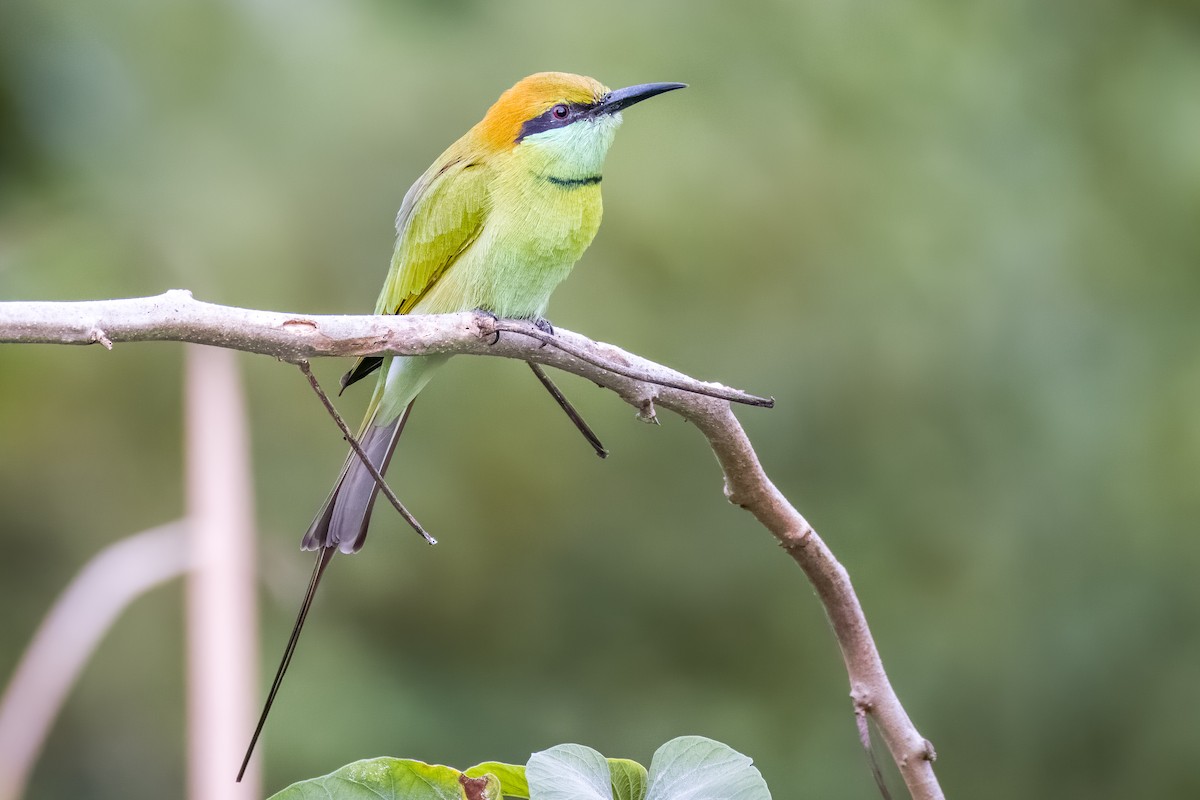 Asian Green Bee-eater - ML642366012