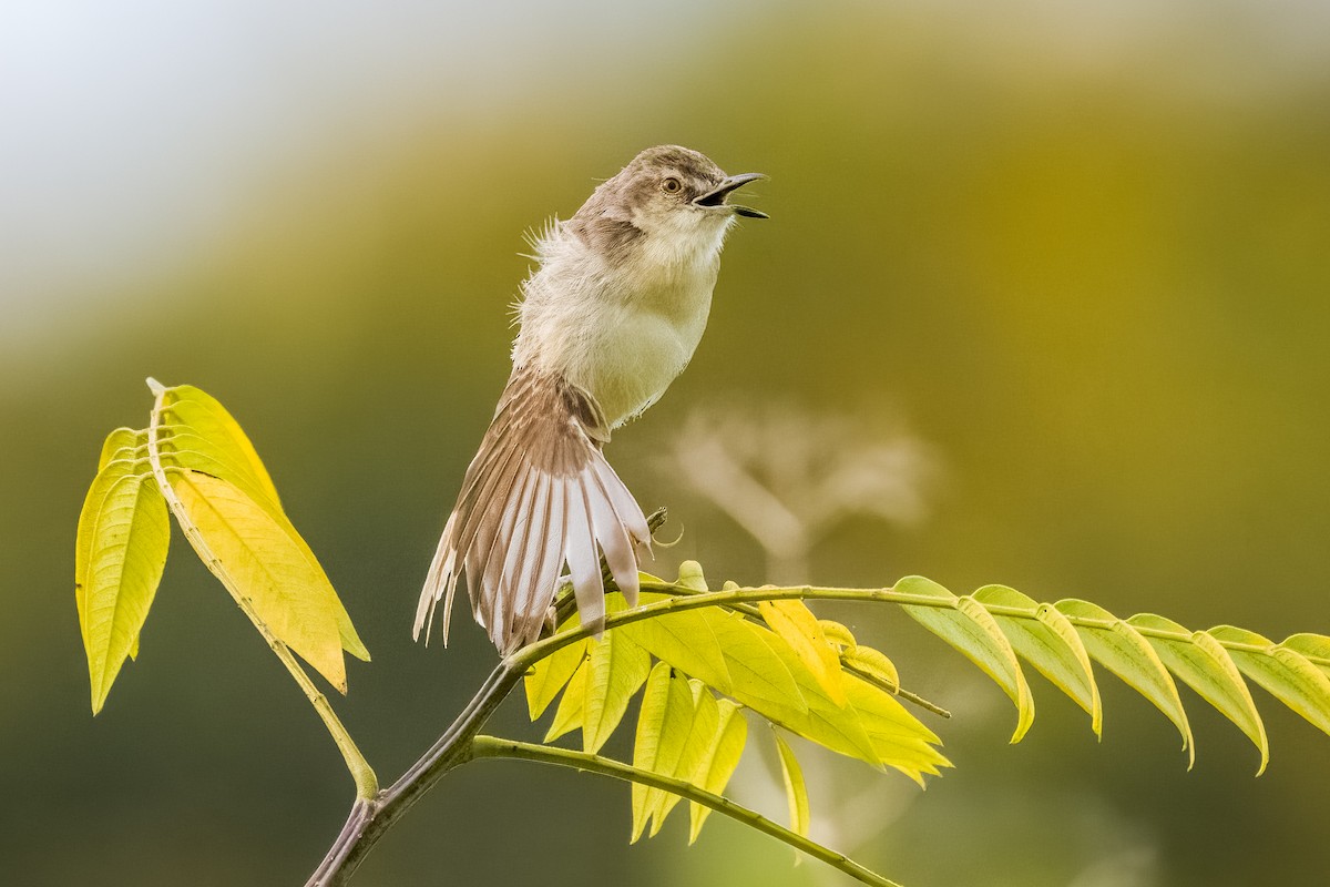 Plain Prinia - ML642366014
