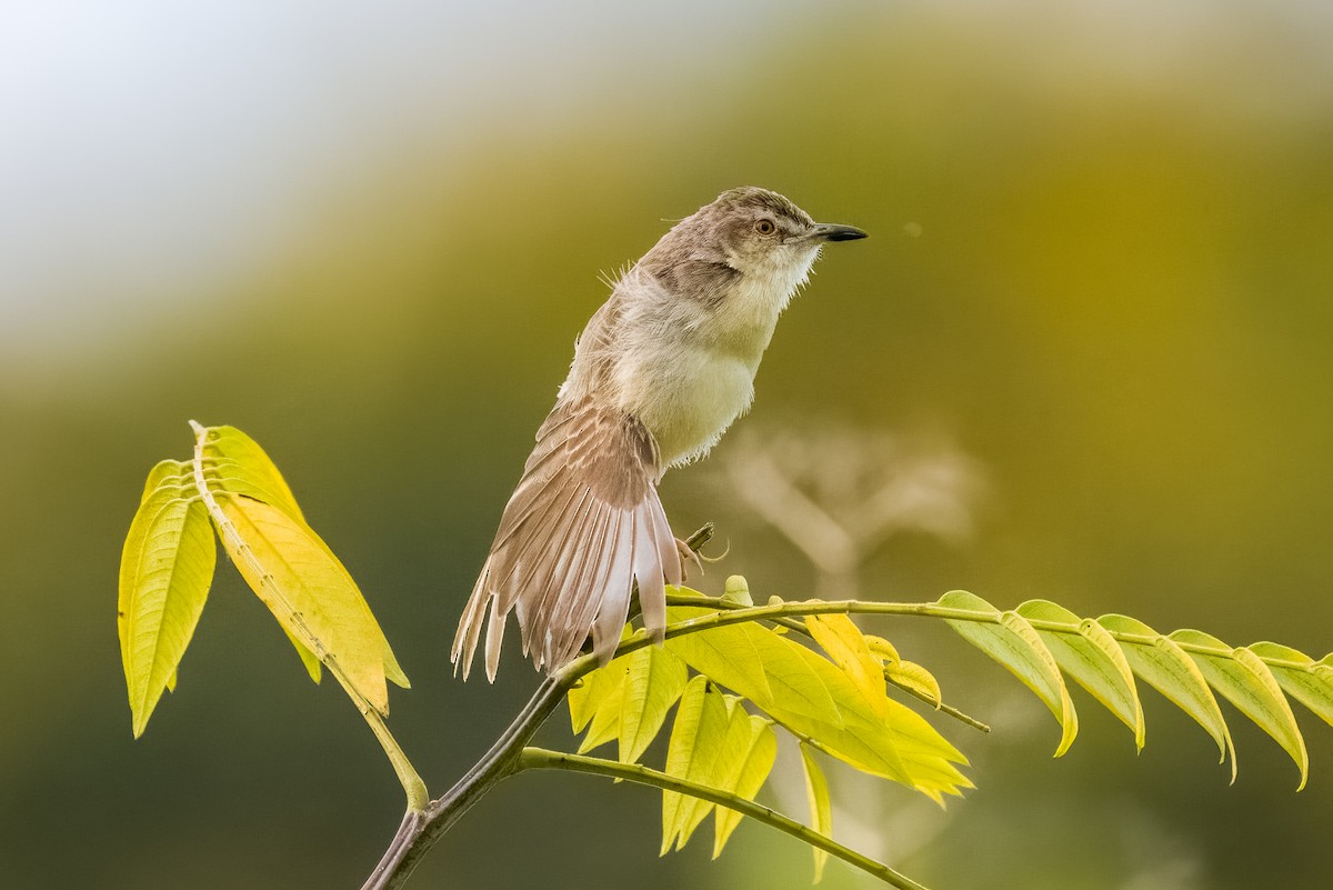 Plain Prinia - ML642366015