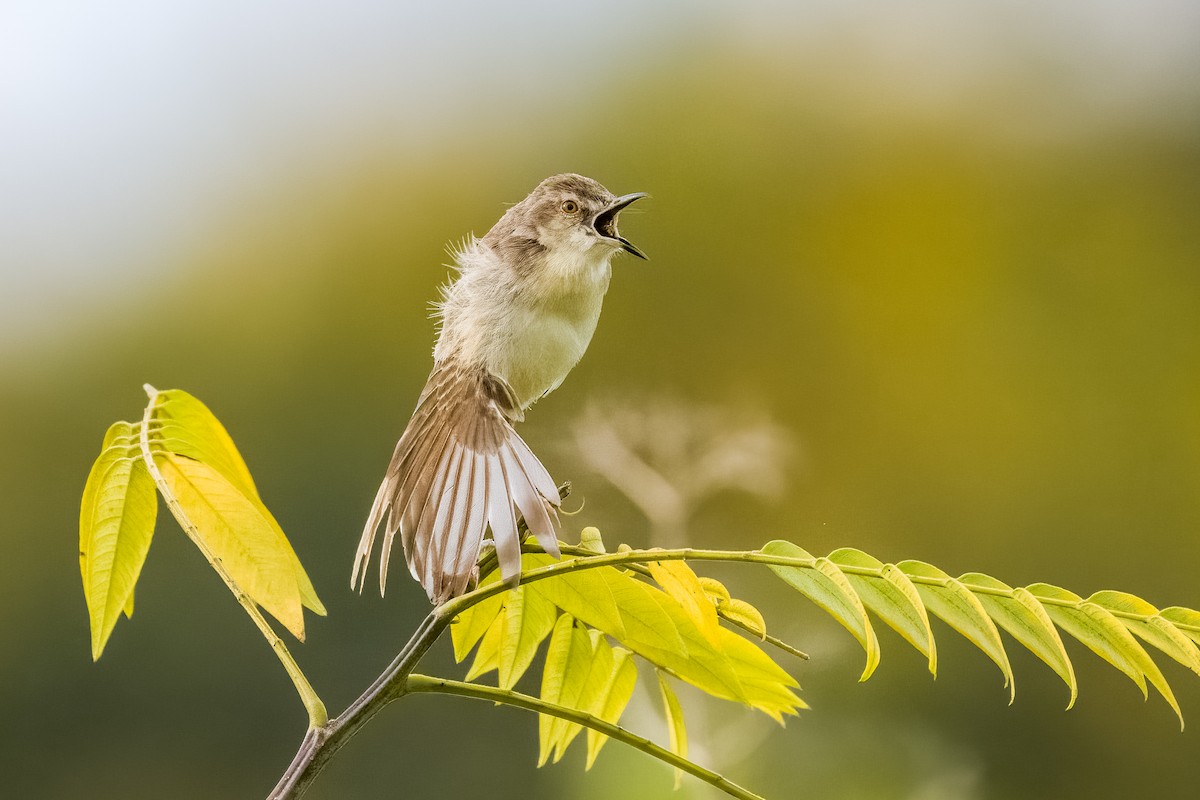 Plain Prinia - ML642366016