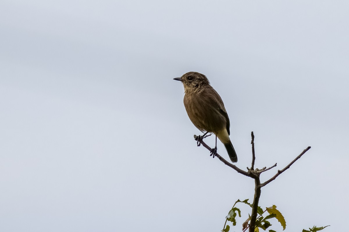 Pied Bushchat - ML642366019