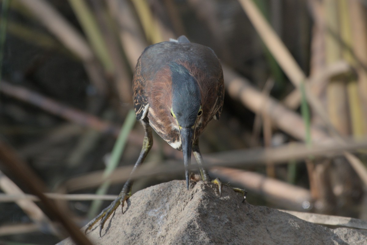 Green Heron - ML642366035
