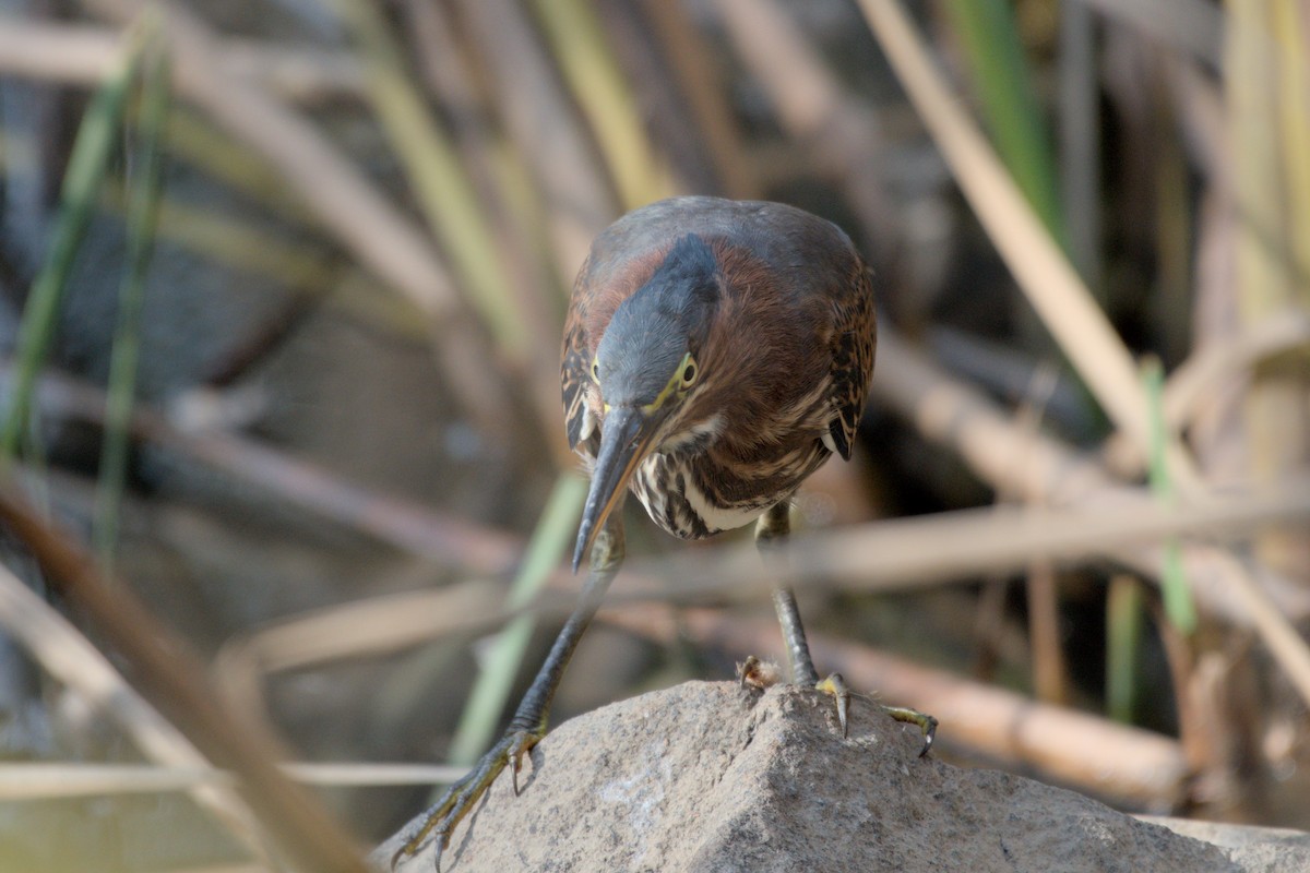 Green Heron - ML642366038