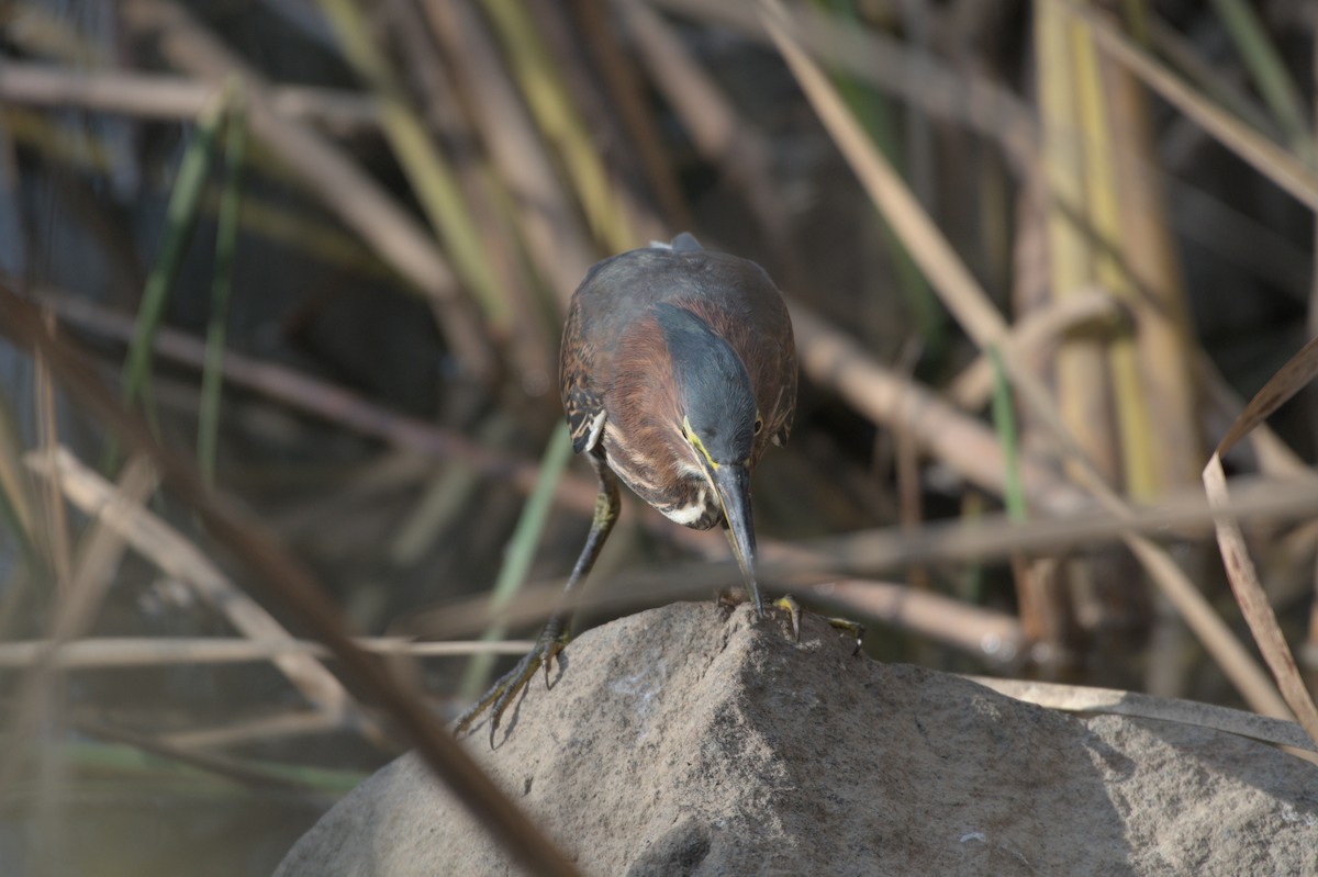 Green Heron - ML642366039