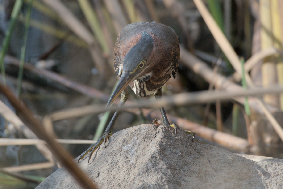 Green Heron - ML642366040