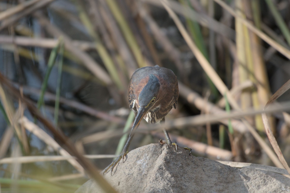 Green Heron - ML642366041