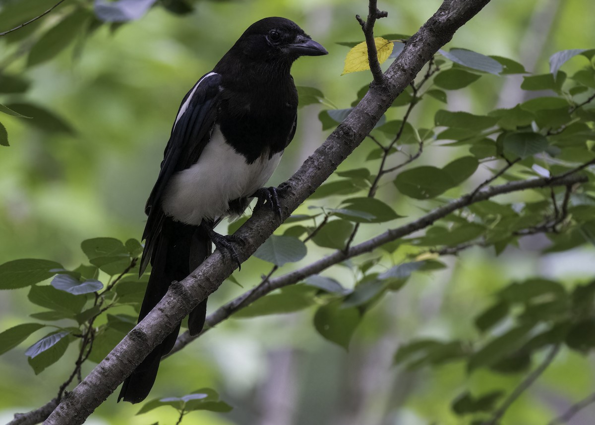Oriental Magpie - ML642366042