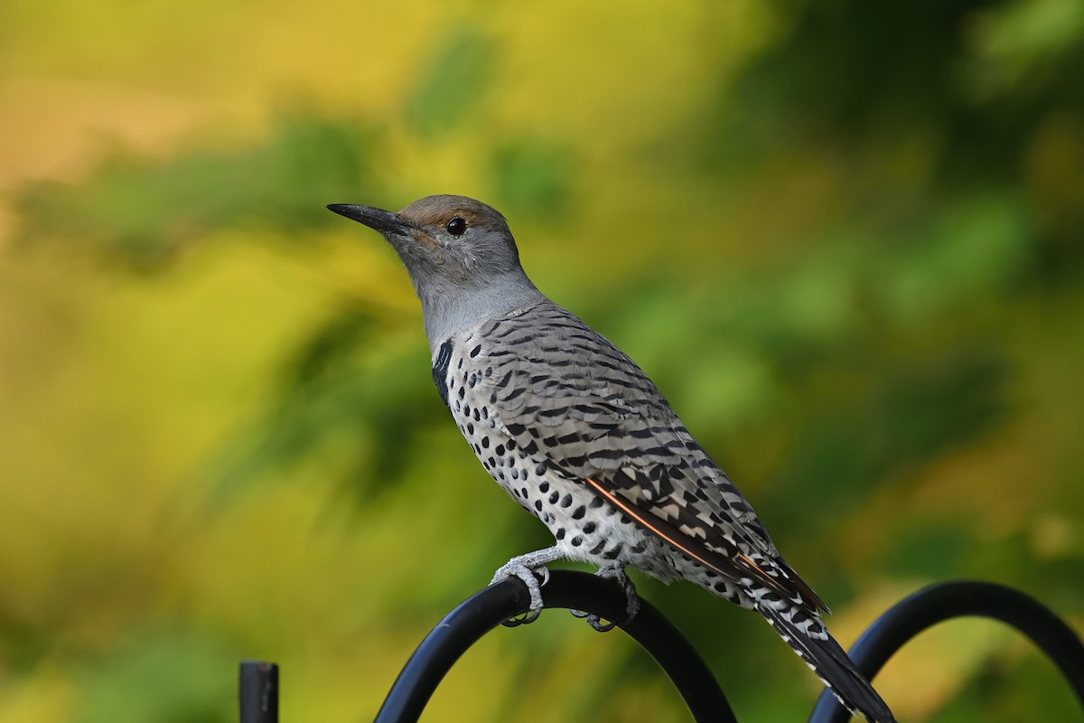 Northern Flicker - ML642366045