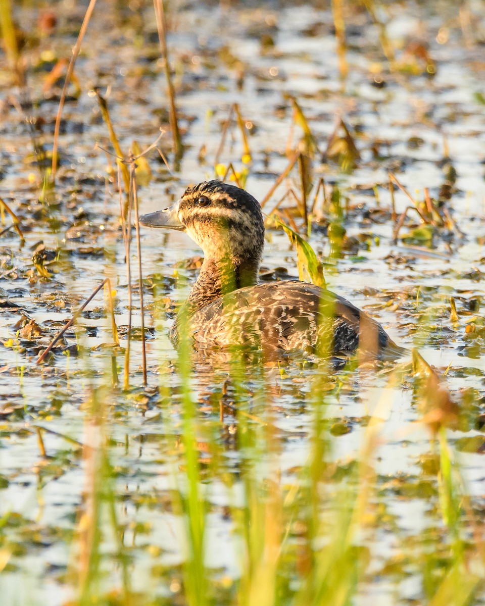 Masked Duck - ML642366046